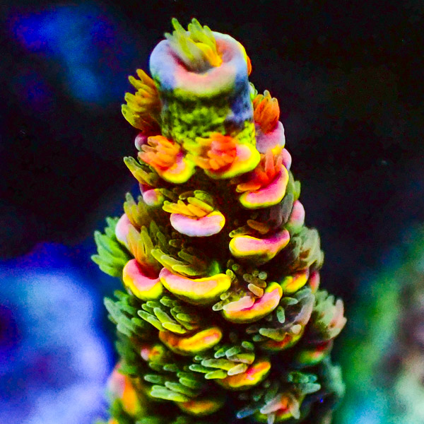 Acropora Grün/Orange/Gelb