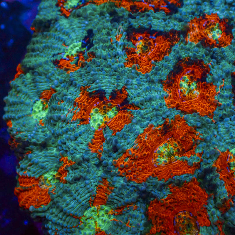 Acanthastrea Echinata