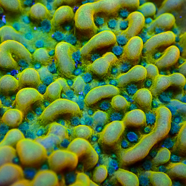 Montipora MC Tropical Pulse