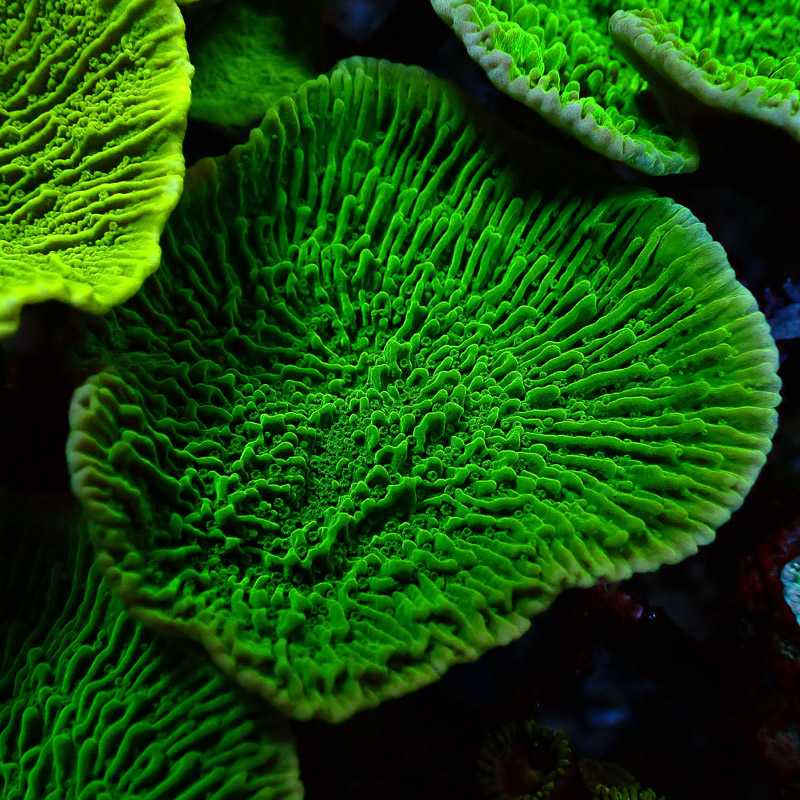 Montipora Grün Frag 07