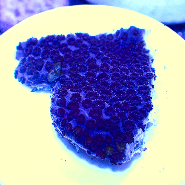 Montipora MC Sapphire Storm