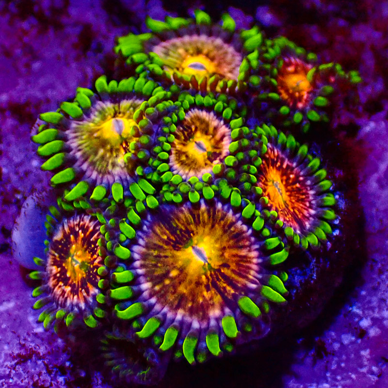 Zoanthus WWC Nirvana