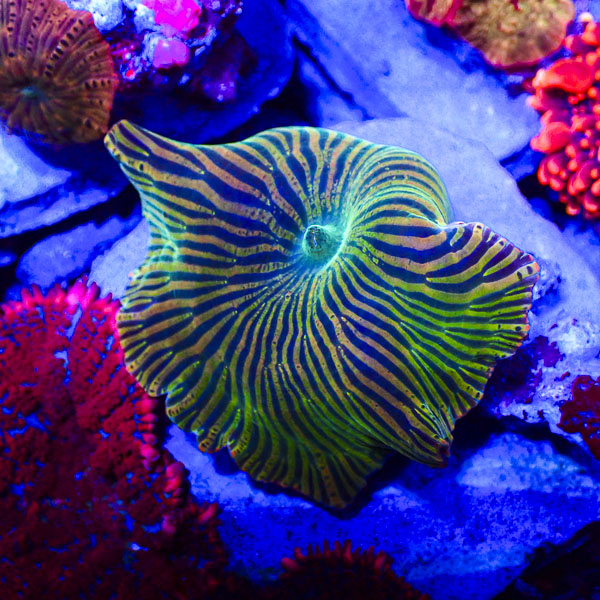 Rhodactis MC Phantom Stripe