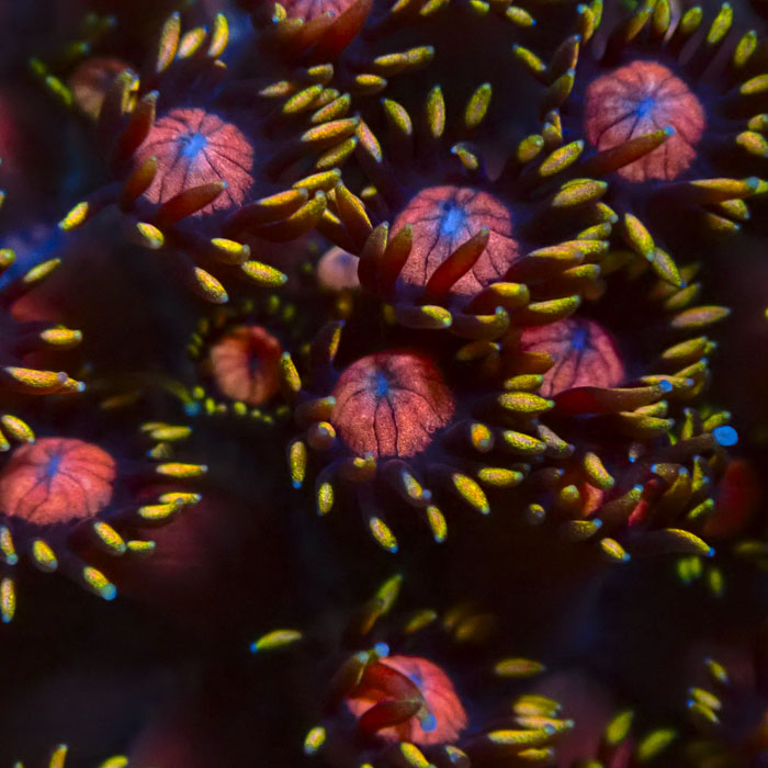 Goniopora Tequila Sunrise