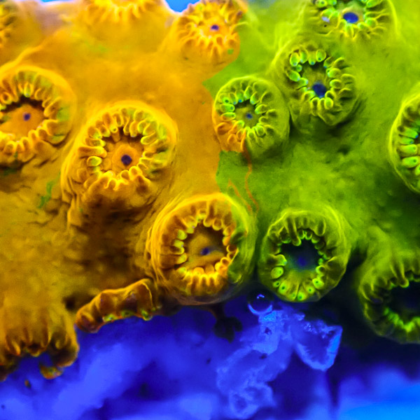 Cyphastrea MC Split Fire NZ