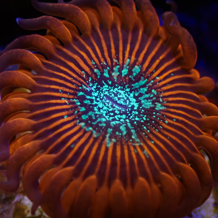 Zoanthus MC Red Magician