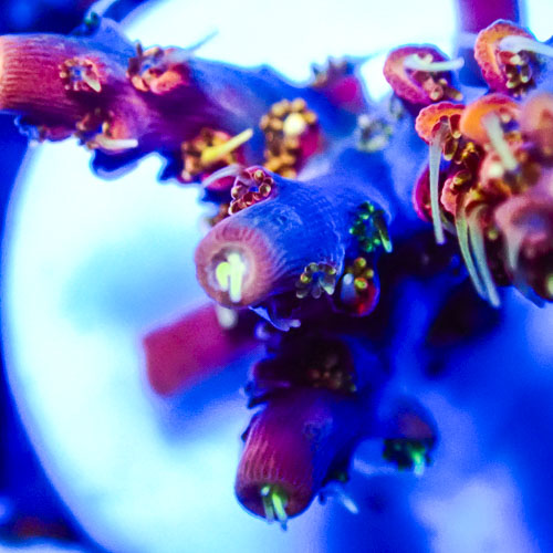Acropora MC Burgundy Pearl Tip