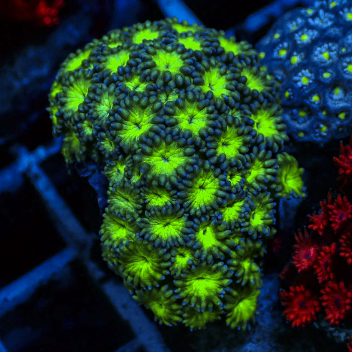 Goniopora Royal Toxic Bloom