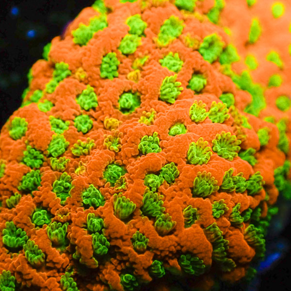 Montipora MC Gold Rush