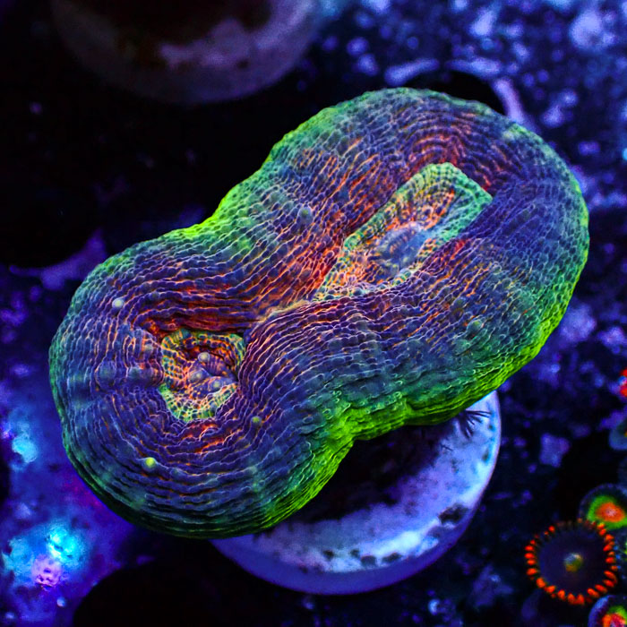Lobophyllia MC Aurora Kaleidoscope Frag 02