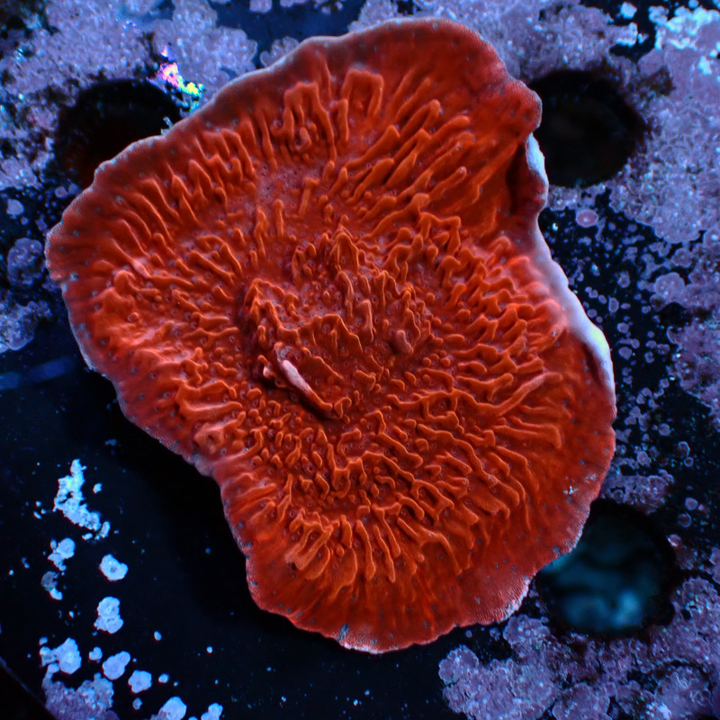 Montipora Rot Frag 04