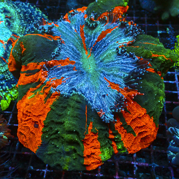 Acanthophyllia MC Sunken Crown