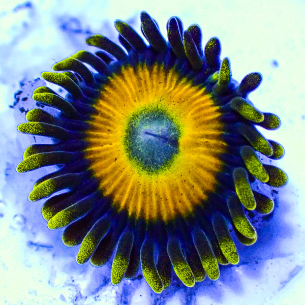 Zoanthus MC LA Lakers