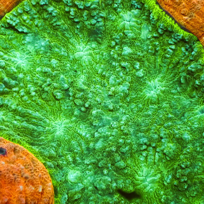 Lobophyllia MC Emerald Lotus Flame