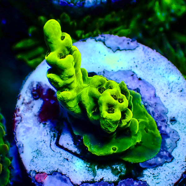 Acropora Ultra Grün