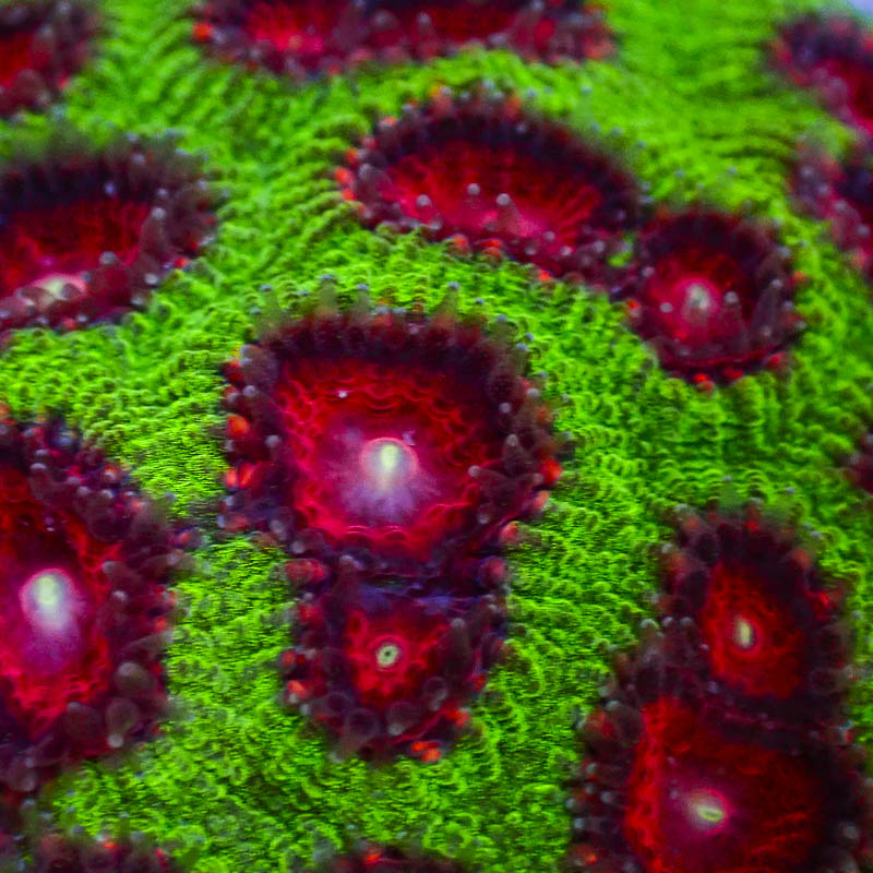Goniastrea Grün mit rot-weißen Mündern – Farbintensive LPS