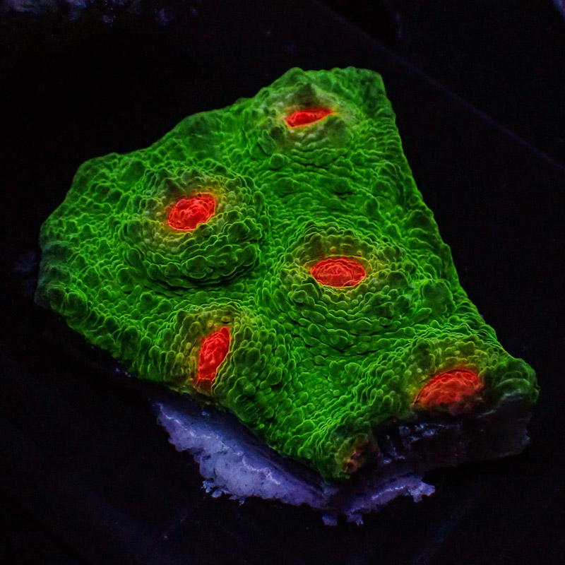 Chalice MC Red Eye Frog Frag 03