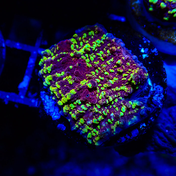 JF Goldmeister Chalice Frag 04