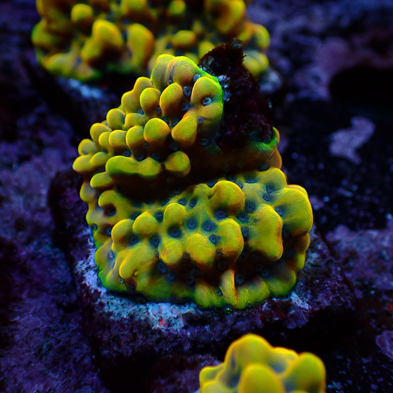 Montipora Crazy T. Frag 06