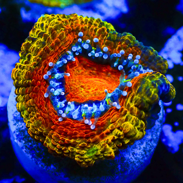 Pearl Ring Acan NZ