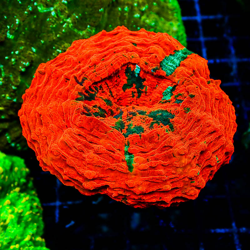 Acanthophyllia MC Orange Monster