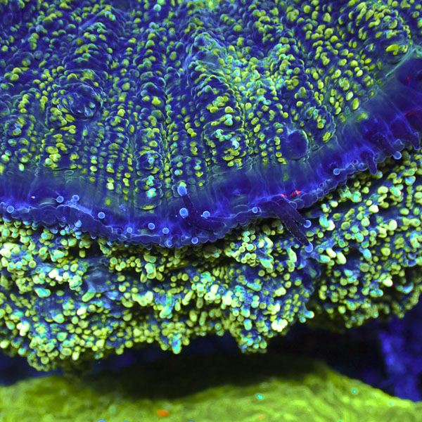 Acanthophyllia MC Neptune's Eye