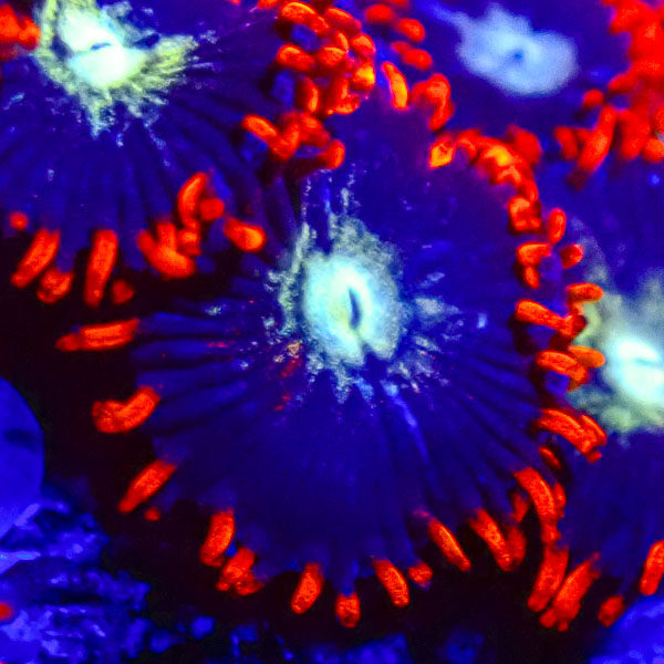 Zoanthus MC Fire & Ice