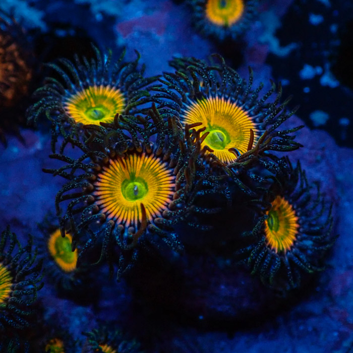 Zoanthus MC Ultra Sunny D.