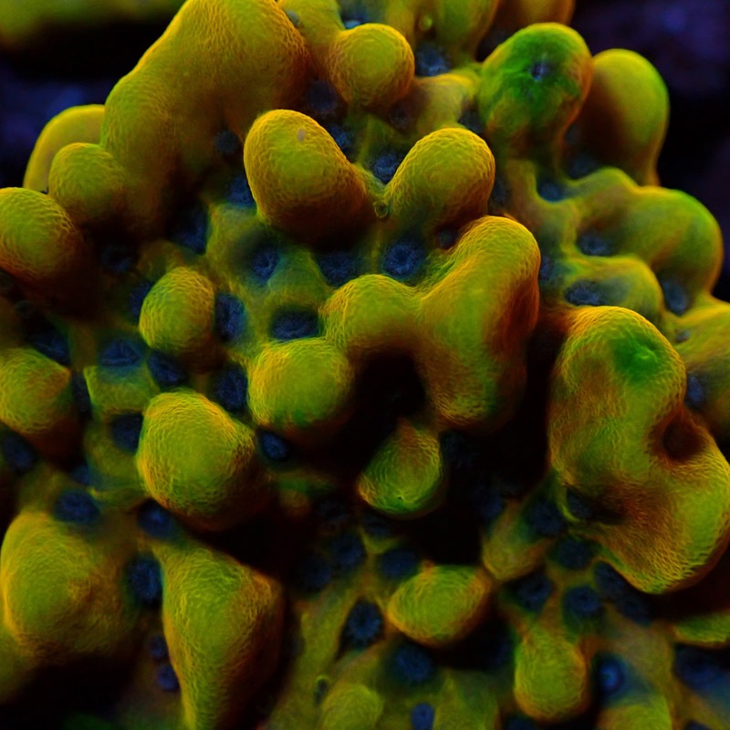 Montipora Crazy T. Frag 05