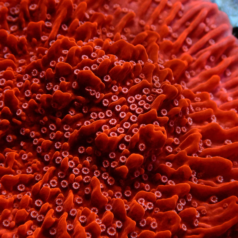 Montipora Rot Frag 02