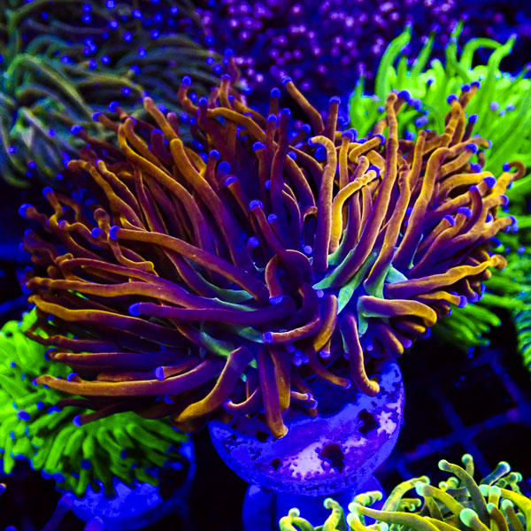 Euphyllia Blue Tipped Gold Torch NZ