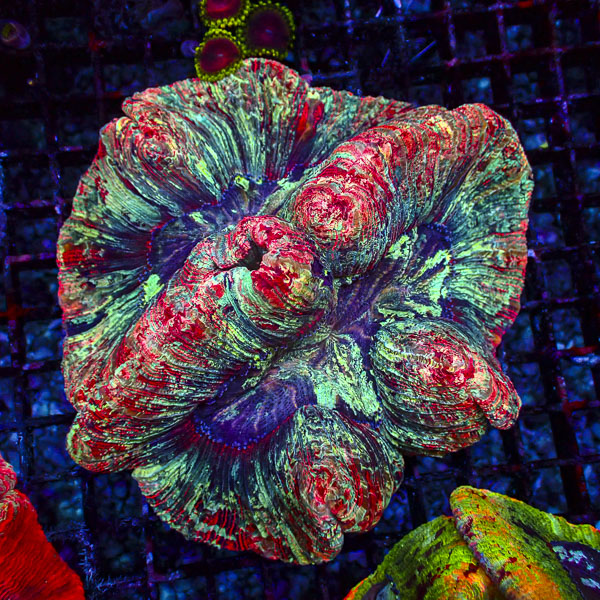 Trachyphyllia MC Dragon Mosaic