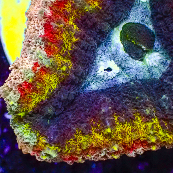 Lobophyllia MC Hyper Spectrum Frag 01