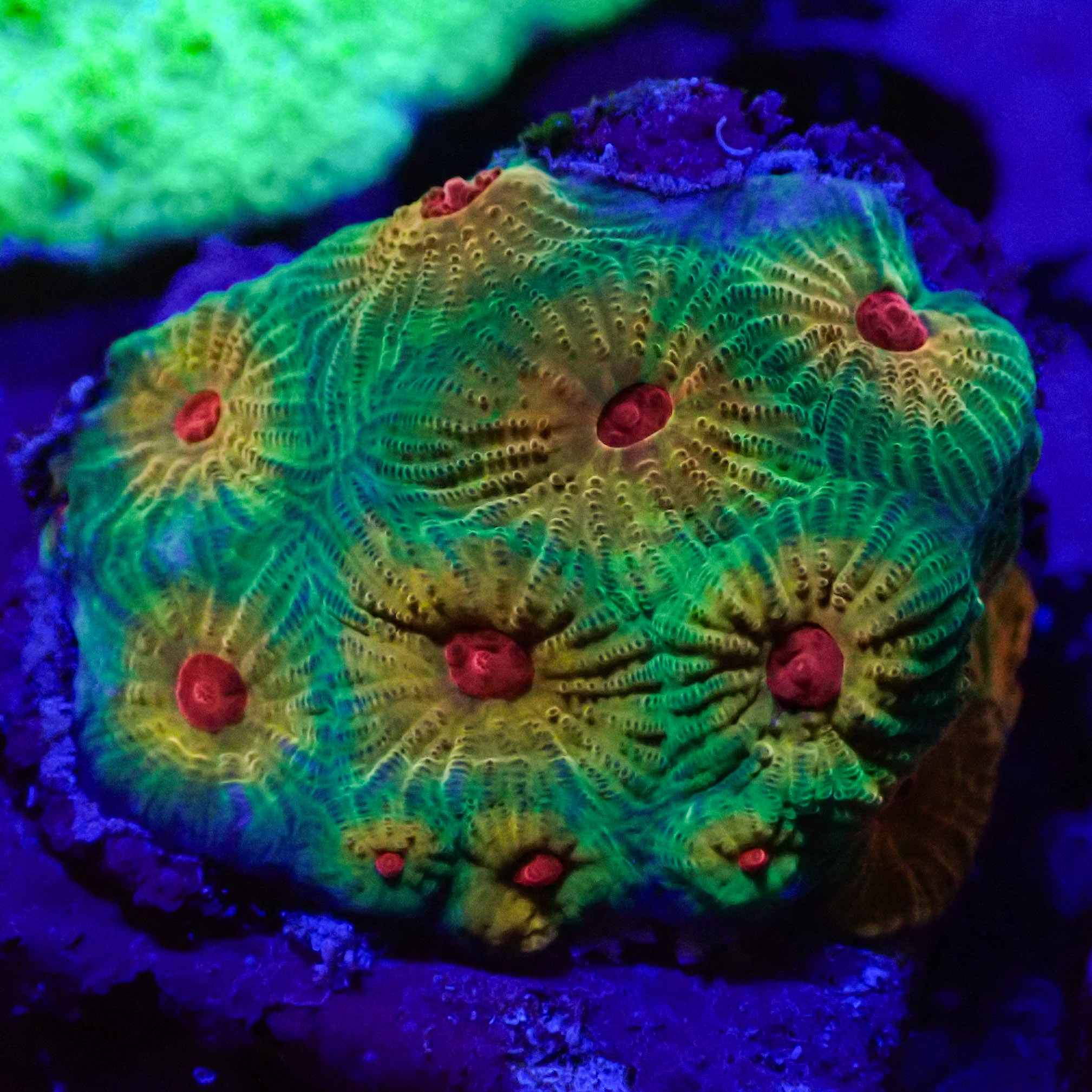 Favia JF Candy Corn Frag 01
