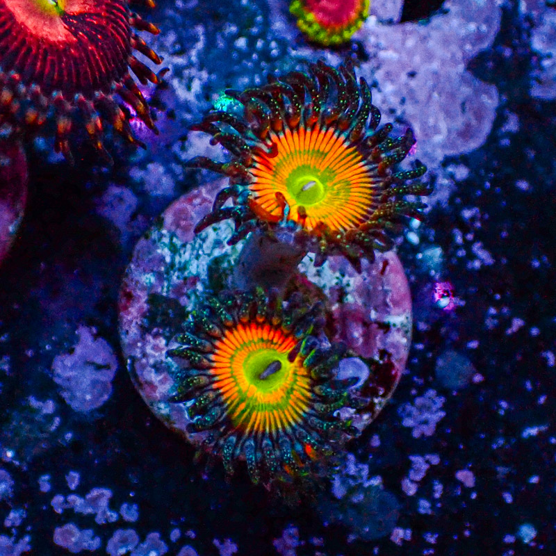 Zoanthus MC Ultra Sunny D.