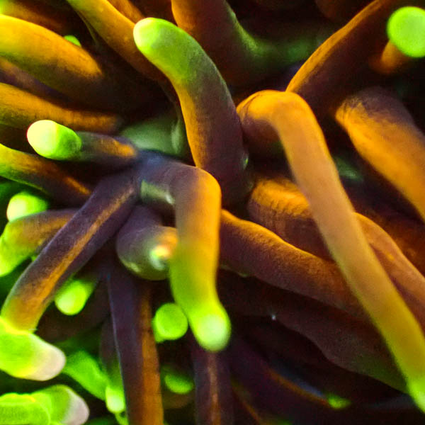 Euphyllia Hellfire 1 Kopf