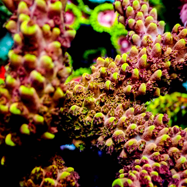 Acropora