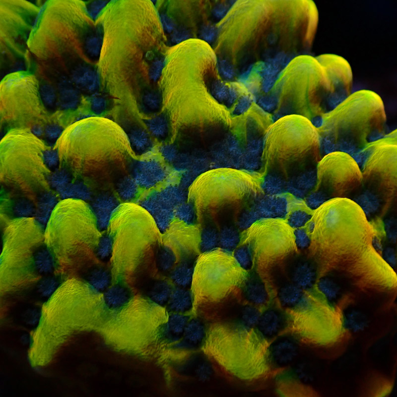 Montipora Crazy T. Frag 14