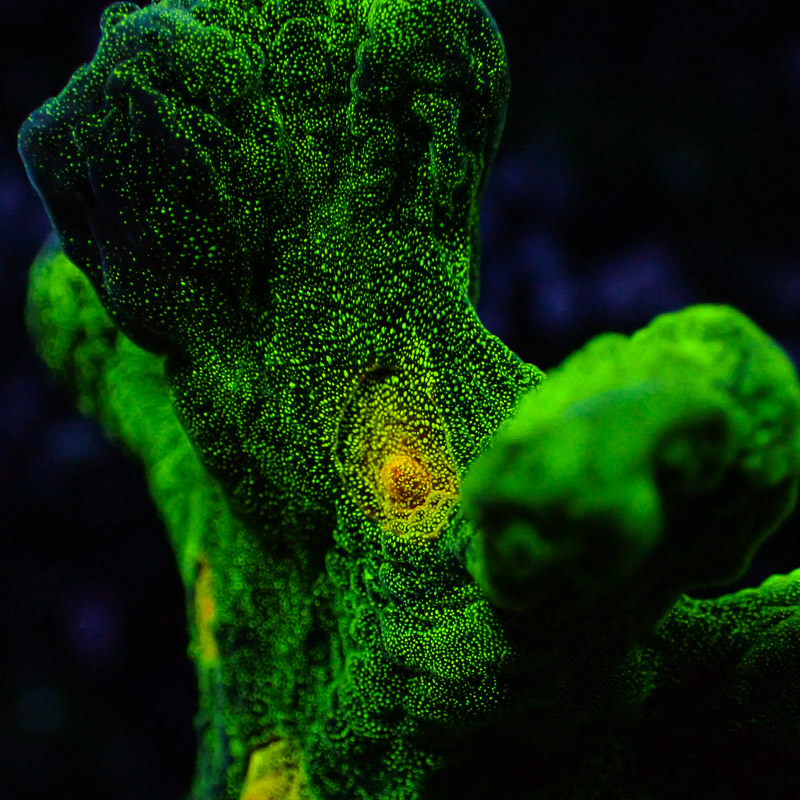 Pectinia Space Invader Frag 03