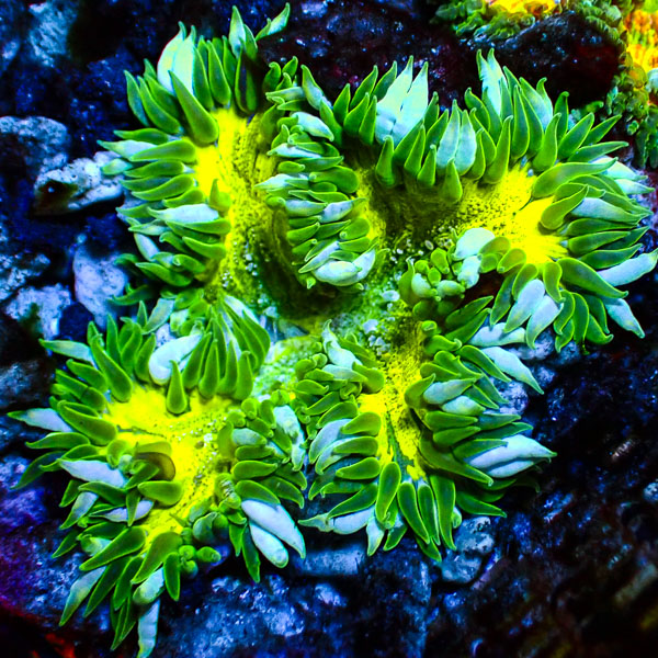 Phymanthus Crucifer MC Neon Iceburst