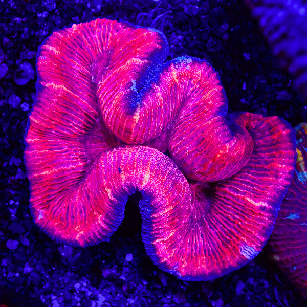 Trachyphyllia MC Dragonfruit Fold