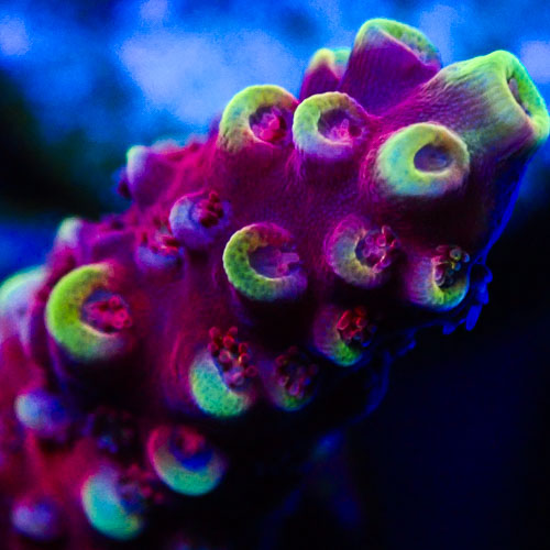 Acropora MC Raspberry Ripple