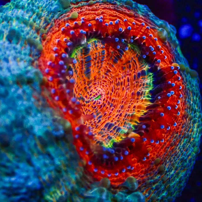 Lobophyllia MC Mandarin Prism Frag 02