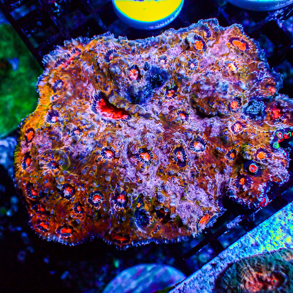 Chalice Flower Bouquet