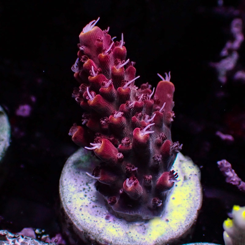 Acropora