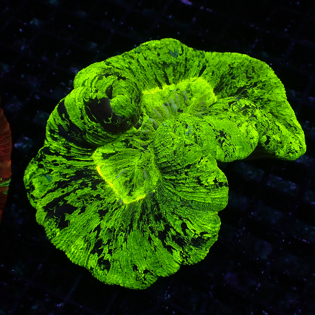 Trachyphyllia Neon Shadow