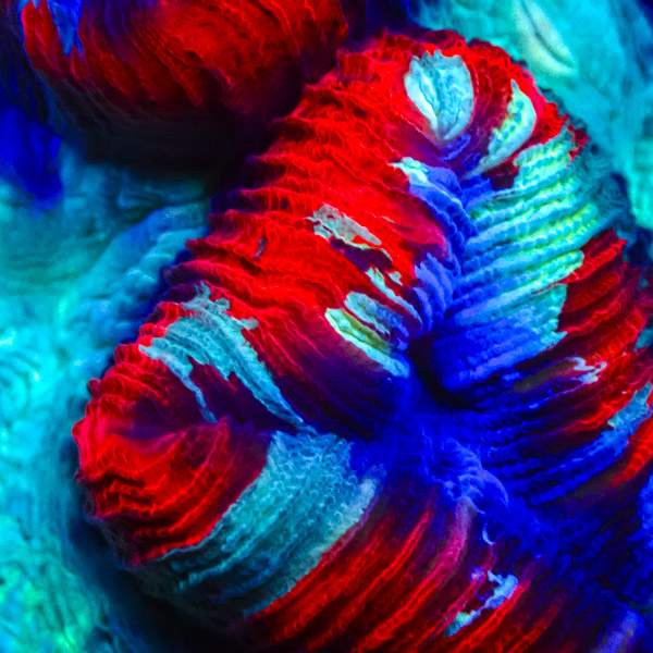 Trachyphyllia MC Red Stripe Serpant