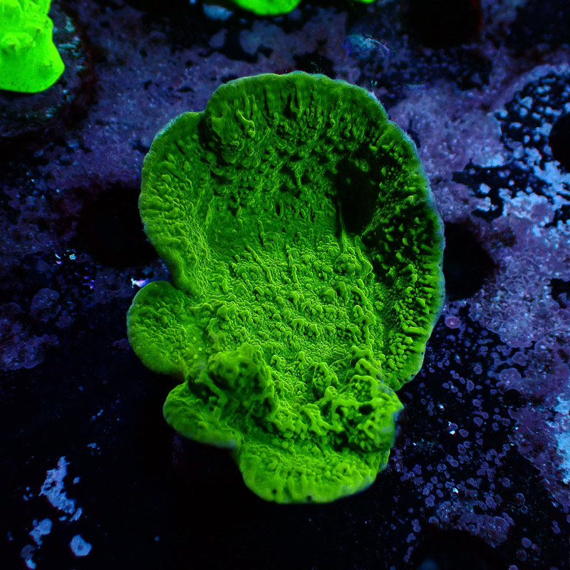Montipora Grün Frag 01