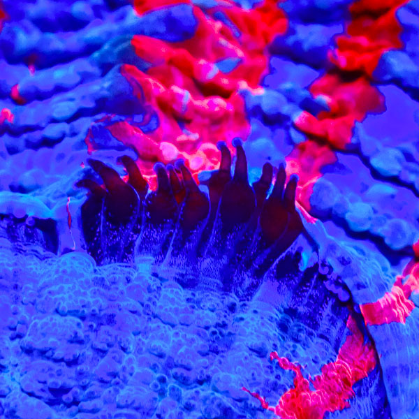 Acanthophyllia MC Neptune’s Wheel
