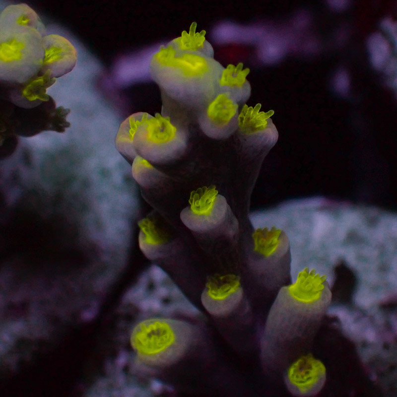 Speciosa Flaming Sunrise Frag 03